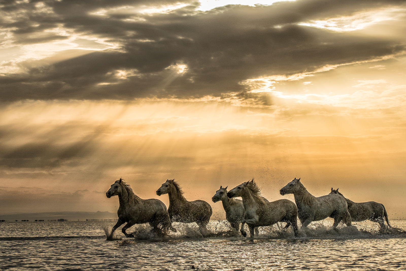 Photographer: Tamas Imre | Title: White angels | Country: Hungary | Filter: GRADIENT (HALF)