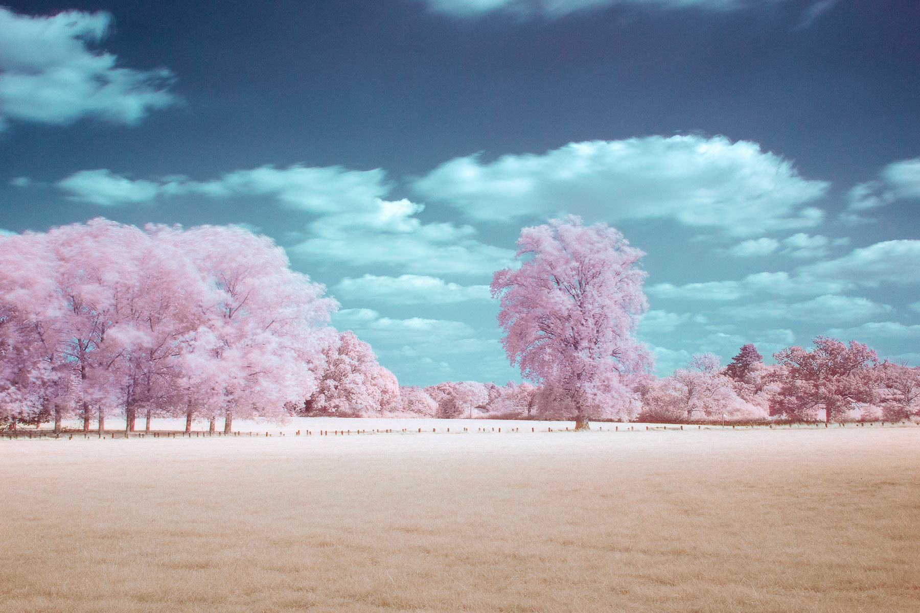 HOYA | Reviews - Infrared photography with the HOYA R72 filter