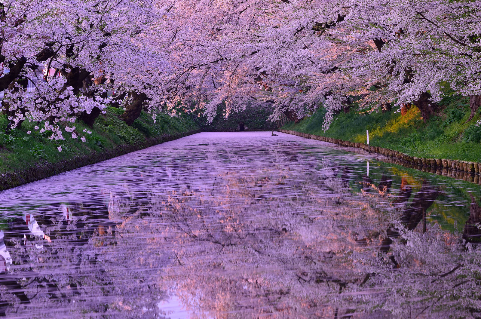 Title: 桜覚醒 | Photographer: 松田慎司 | ND1000+PL filter, f/8, 95.8 sec, ISO100